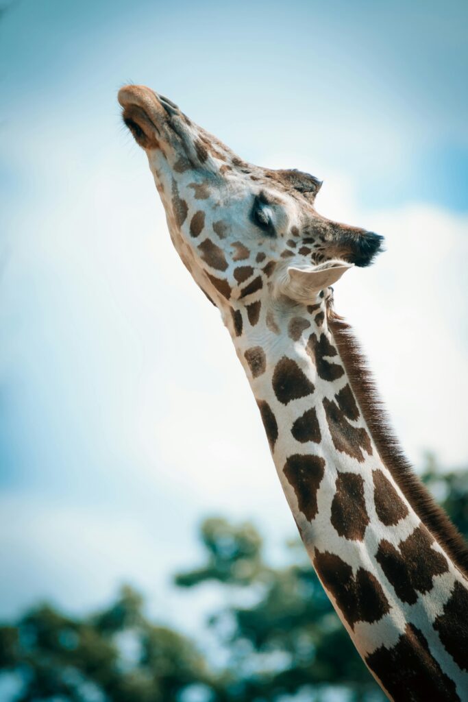 pexels-photo-1382156-1382156 Close-up of a giraffe stretching its neck under a clear blue sky.