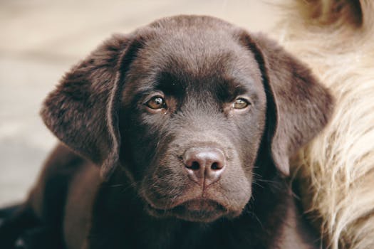 Close-up of a chocolate Labrador puppy with soft fur and gentle eyes.