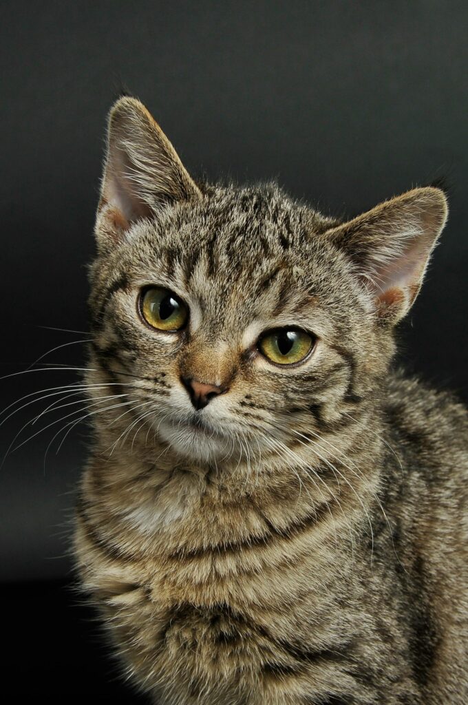 pexels-photo-2071882-2071882 Charming close-up of a young tabby cat with striking eyes and soft fur.