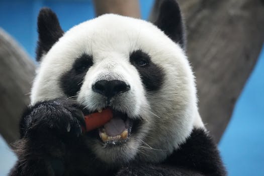 Adorable giant panda munching on a carrot, showcasing its black and white fur in vivid detail.