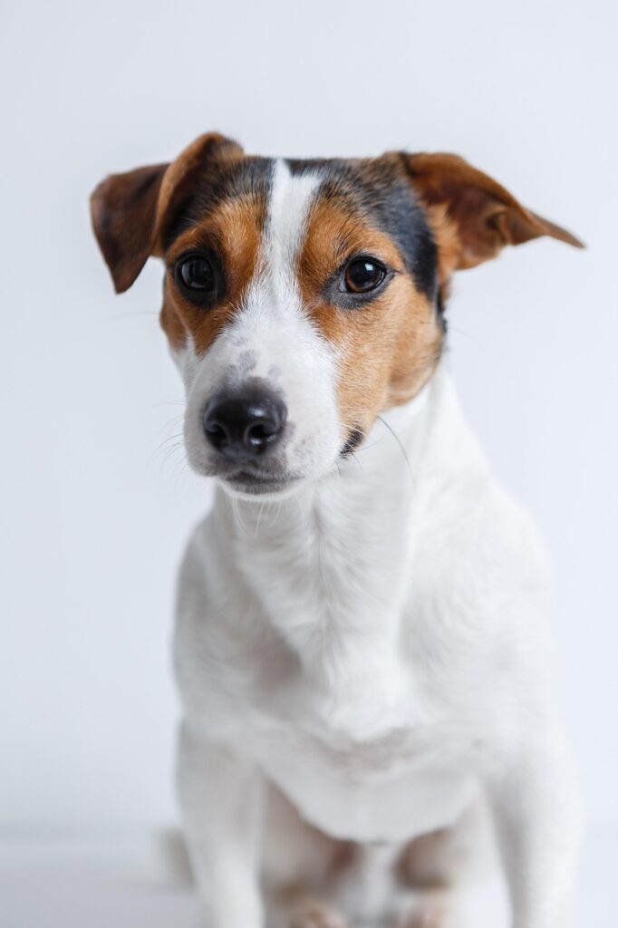 jack russell, dog, pet, canine, animal, fur, snout, mammal, dog portrait, nature, animal world
