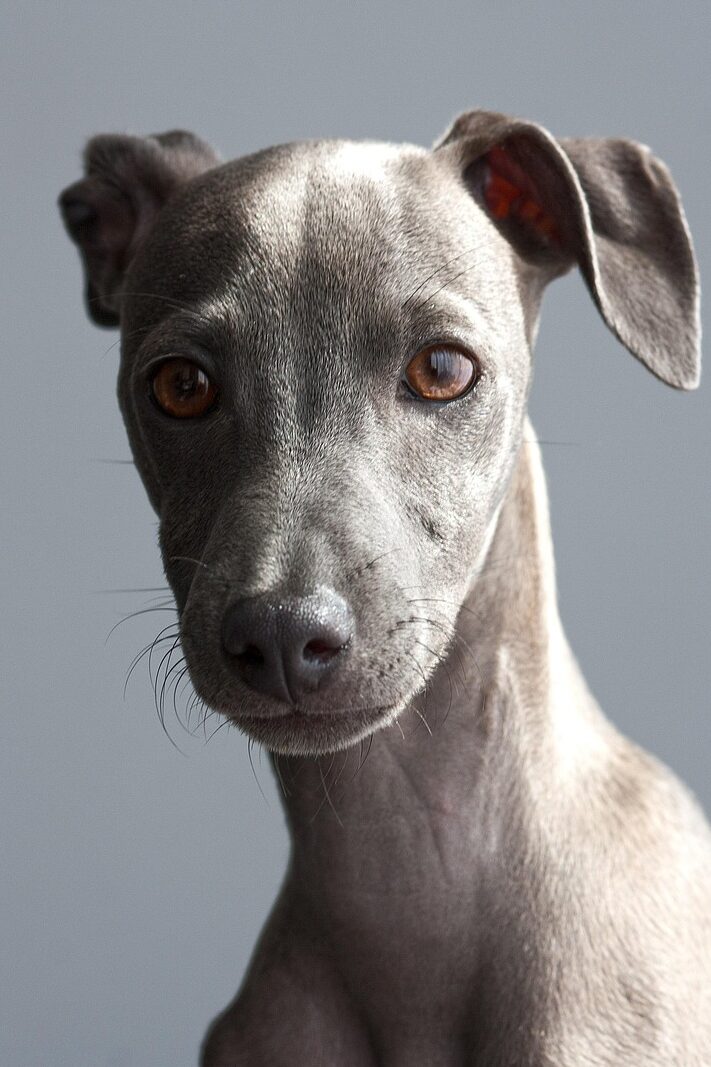 greyhound, dog, puppy, italian greyhound, pet, animal, nature, young dog, domestic dog, canine, purebred, breed, cute, adorable, portrait