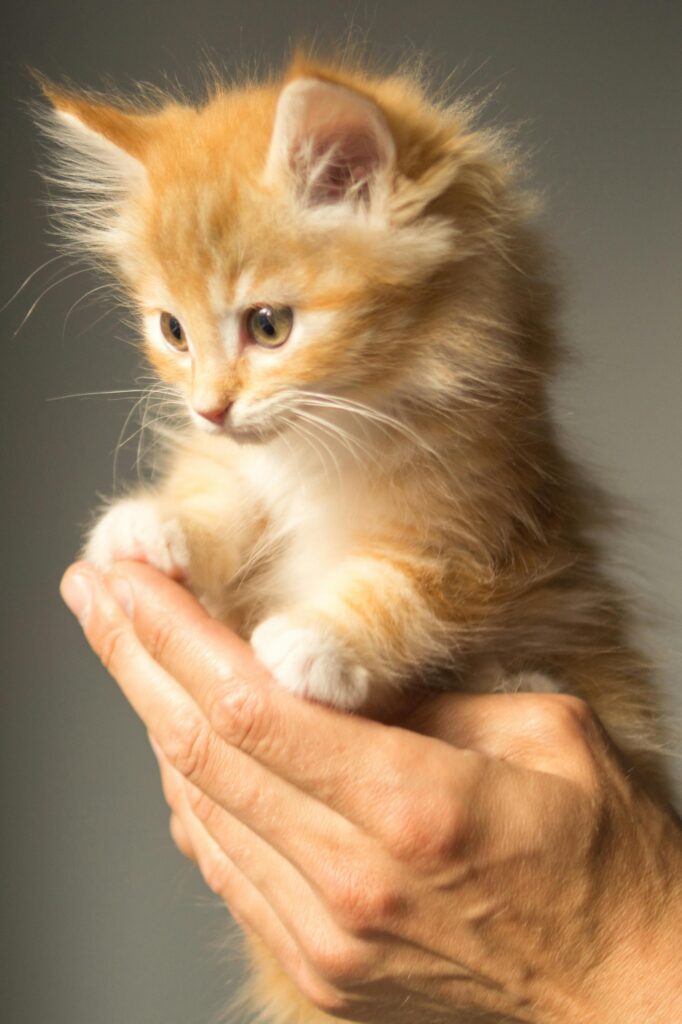 Cute ginger kitten held gently, showcasing its fluffy fur and innocence.