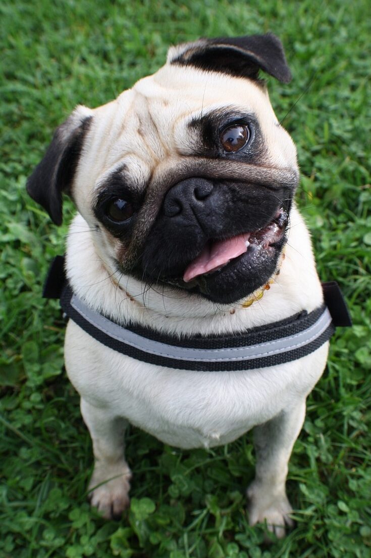 pug, dog, pet, domestic animal, cute, black, purebred dog, lap dog, face, animal, head, funny, relax, lying, fur, pastel, floor, animal encounter, motivation, stick out tongue, retromops, dog fashion, cold, fun, go walkies, eyes, dog leash, meadow, nature, landscape, green, grass, lawn, blade of grass